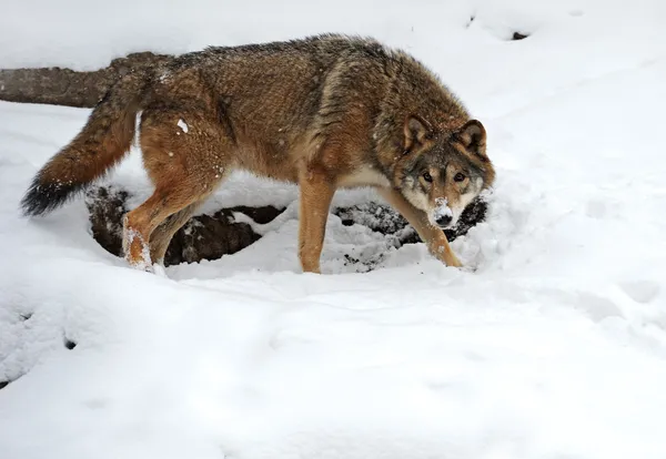 Wolf in de winter — Stockfoto