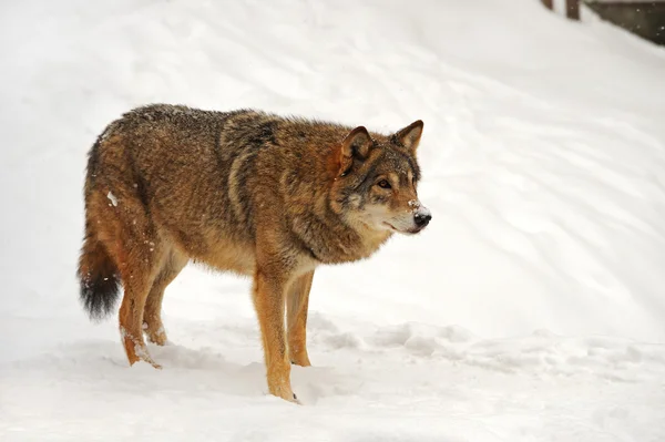 Wolf in de winter — Stockfoto