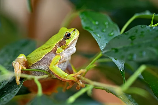 Portrait of Frog — Stock Photo, Image