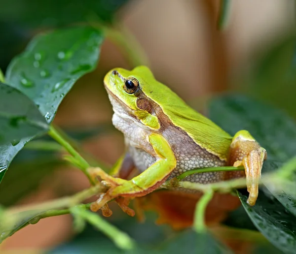 青蛙的肖像 — 图库照片