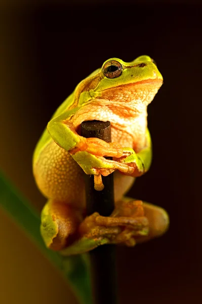 Portret van kikker — Stockfoto