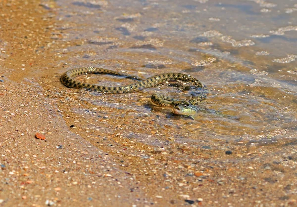 Cobra de água — Fotografia de Stock