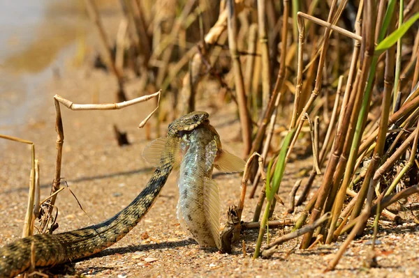 Su yılanı — Stok fotoğraf