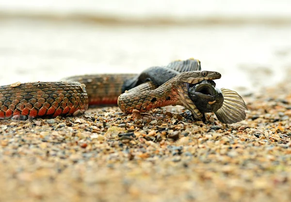 Serpiente de agua — Foto de Stock