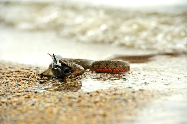 Water snake — Stock Photo, Image