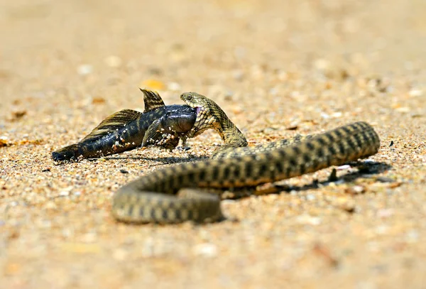 Водяна змія — стокове фото