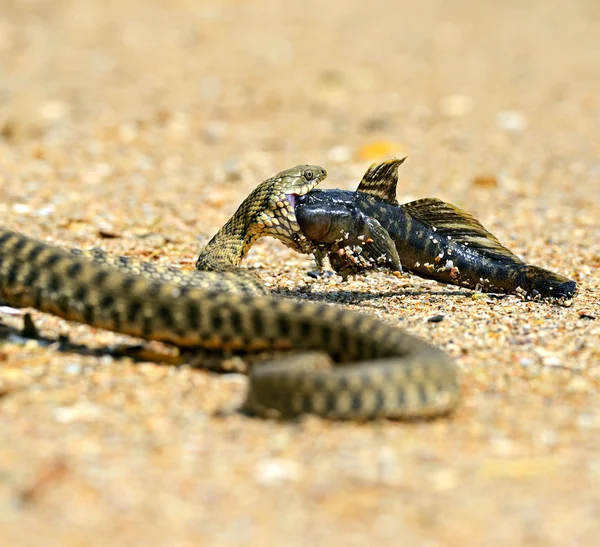 Cobra de água — Fotografia de Stock