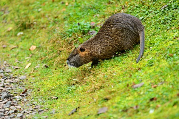 Muskusrat — Stockfoto