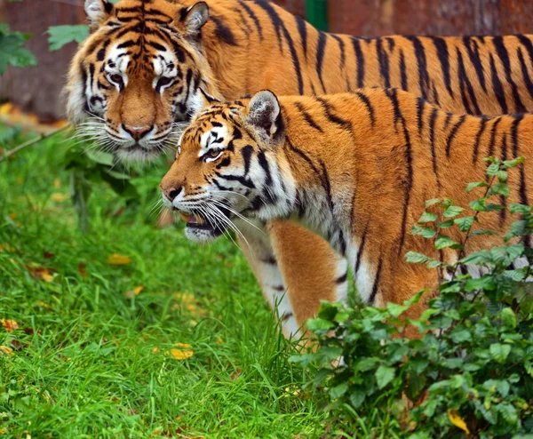 Tijger — Stockfoto