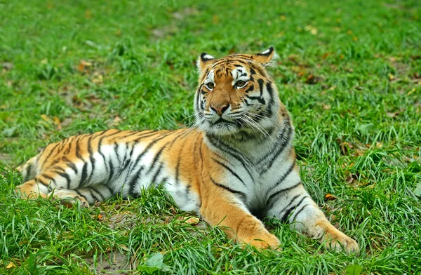 Tiger — Stockfoto