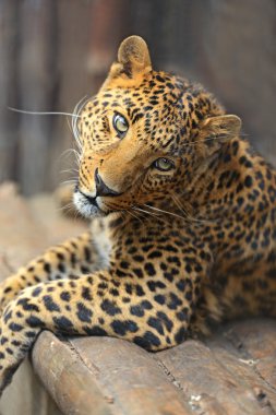 leopar portresi