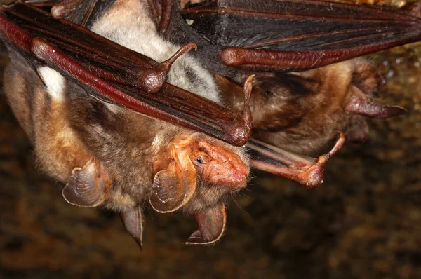 Bat cave — Stock Photo, Image