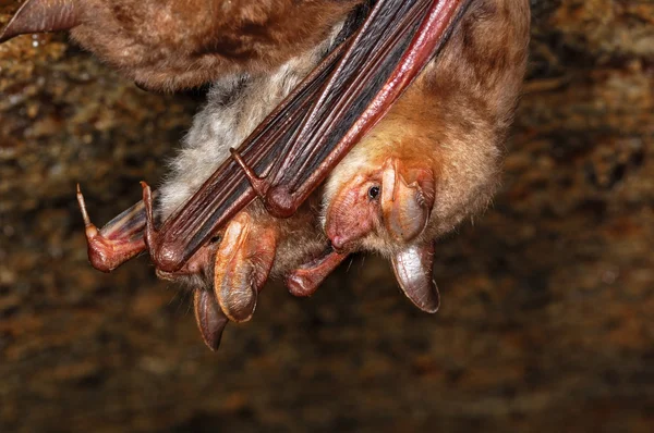 Fledermaushöhle — Stockfoto