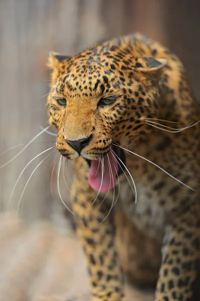 Porträt des Leoparden — Stockfoto