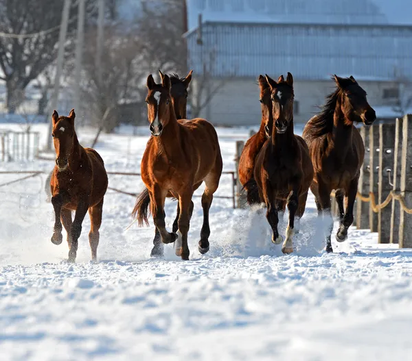 Cavallo — Foto Stock