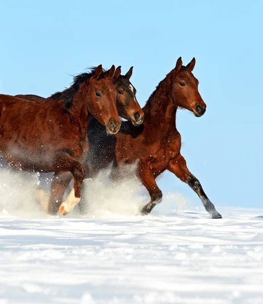 Pferd — Stockfoto