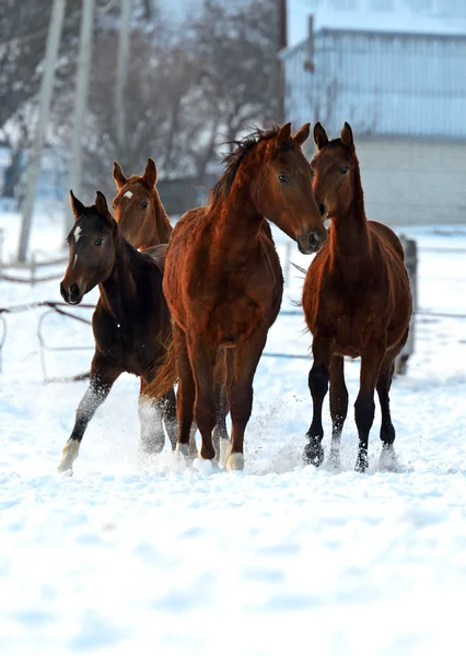 Cavalo — Fotografia de Stock