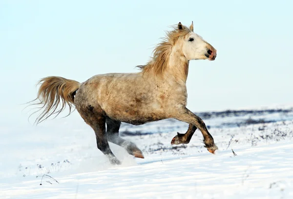 Häst — Stockfoto