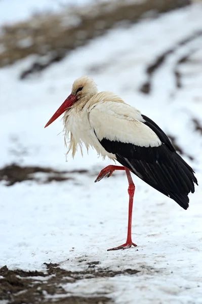 Storks — Stock fotografie