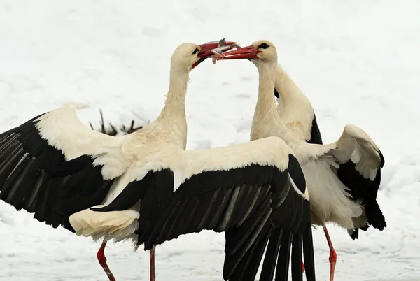 Storks — Stock Photo, Image