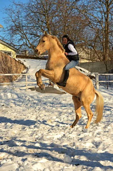 Cavalo — Fotografia de Stock