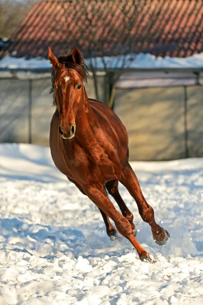 Лошадь — стоковое фото