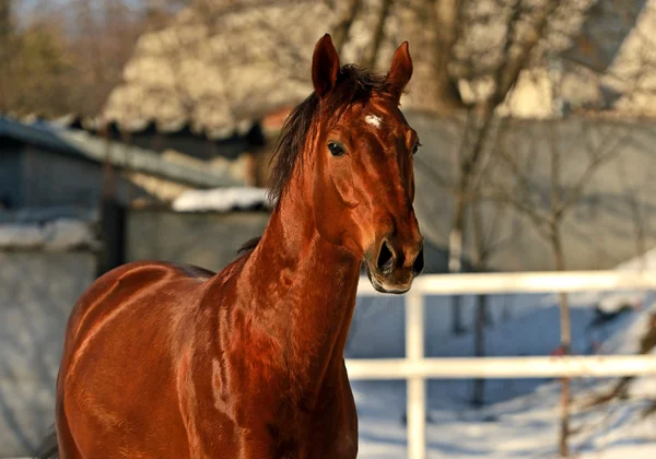 Cavallo — Foto Stock