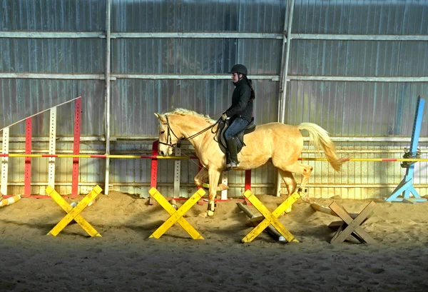 Caballo — Foto de Stock