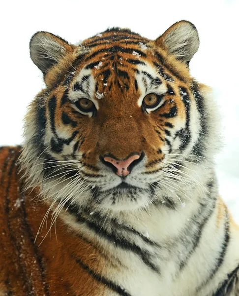 Tigre de Amur — Foto de Stock