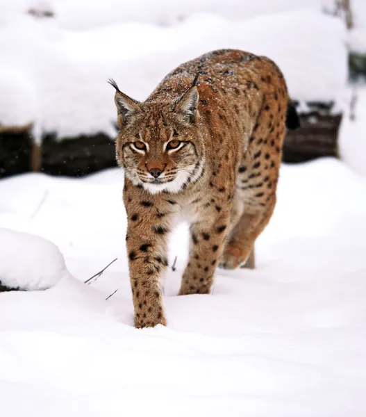 Lince — Foto de Stock