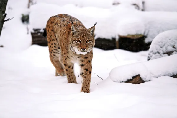 Luchs — Stockfoto