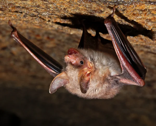 Grotta dei pipistrelli — Foto Stock