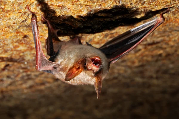 Caverna de morcego — Fotografia de Stock