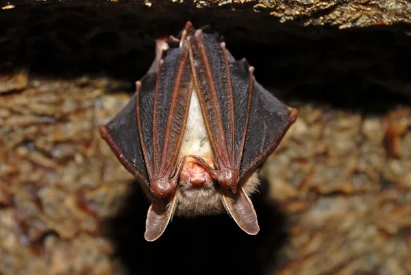 Bat cave — Stock Photo, Image