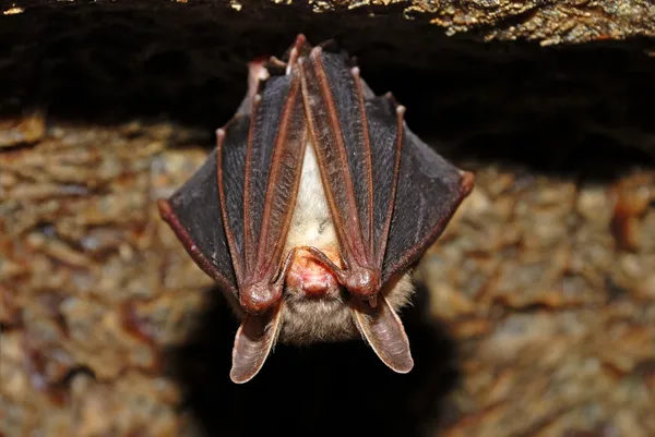 Caverna de morcego — Fotografia de Stock