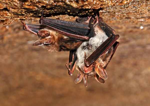 Caverna de morcego — Fotografia de Stock