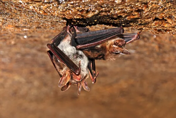 蝙蝠洞 — 图库照片