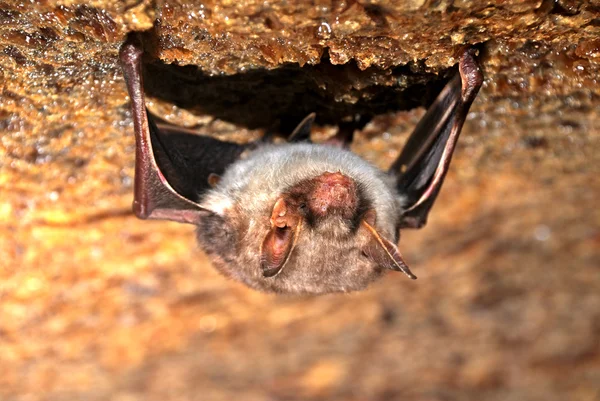 Fledermaushöhle — Stockfoto