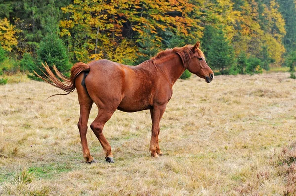 Pferd — Stockfoto