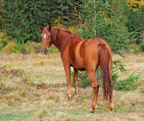 Horse — Stock Photo, Image