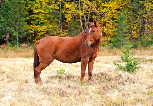 Kůň — Stock fotografie