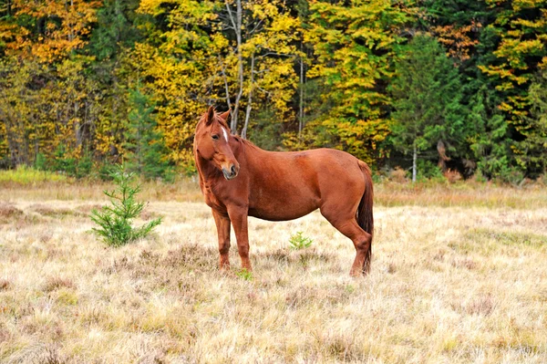 Horse — Stock Photo, Image