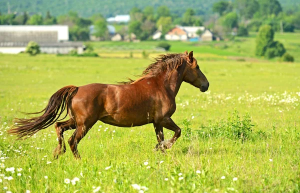 Horse — Stock Photo, Image