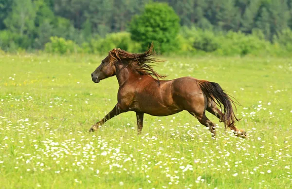 Horse — Stock Photo, Image