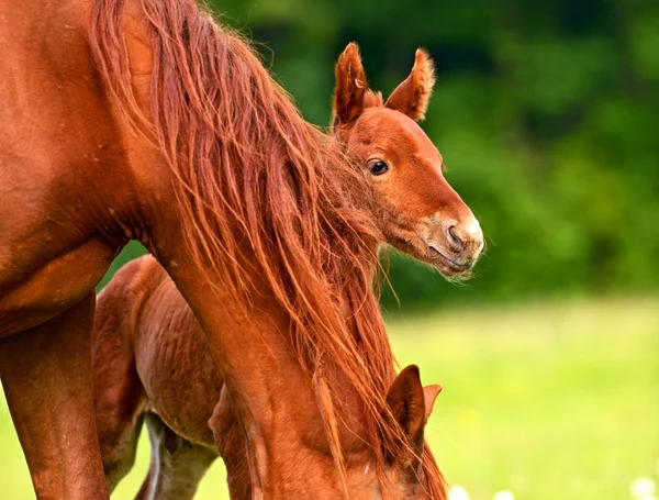 Cavallo — Foto Stock