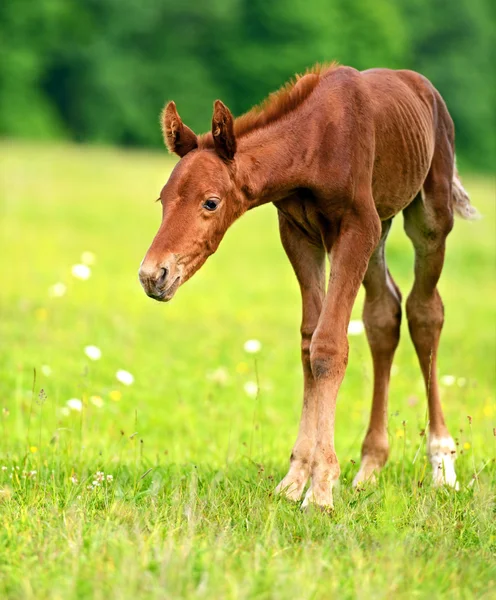 Häst — Stockfoto