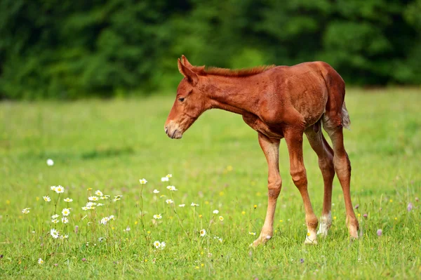 Cavalo — Fotografia de Stock