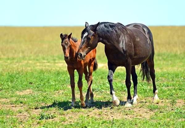 Cavallo — Foto Stock