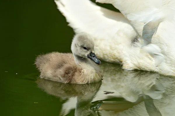 Swan chick — Stock Photo, Image