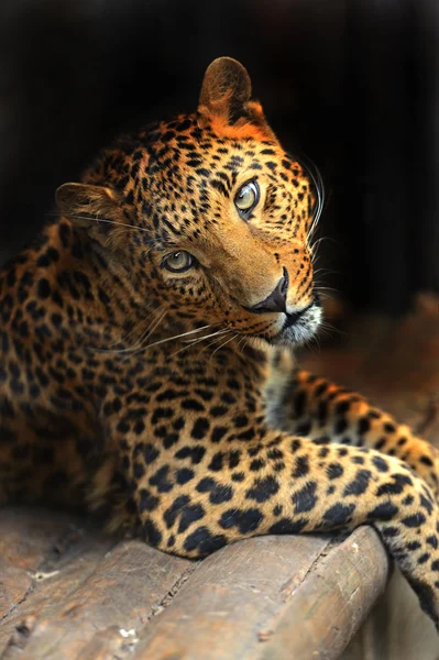 Retrato de Leopardo — Foto de Stock